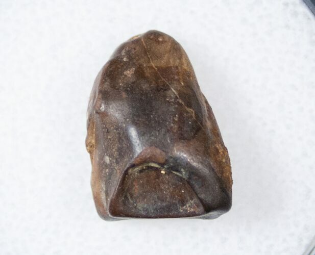 Ceratopsid Dinosaur Tooth - Two Medicine Formation #17649